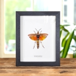 Minibeast East African Bush Locust In Box Frame (Phymateus aegrotus)