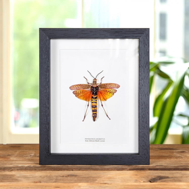 East African Bush Locust In Box Frame (Phymateus aegrotus)