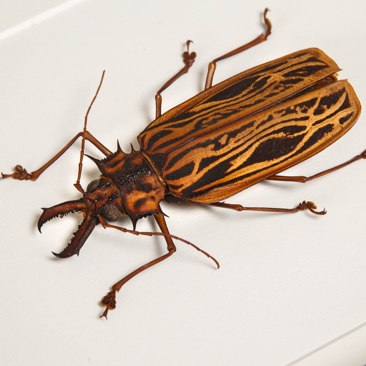Sabertooth Longhorn beetle In Box Frame (Macrodontia cervicornis)
