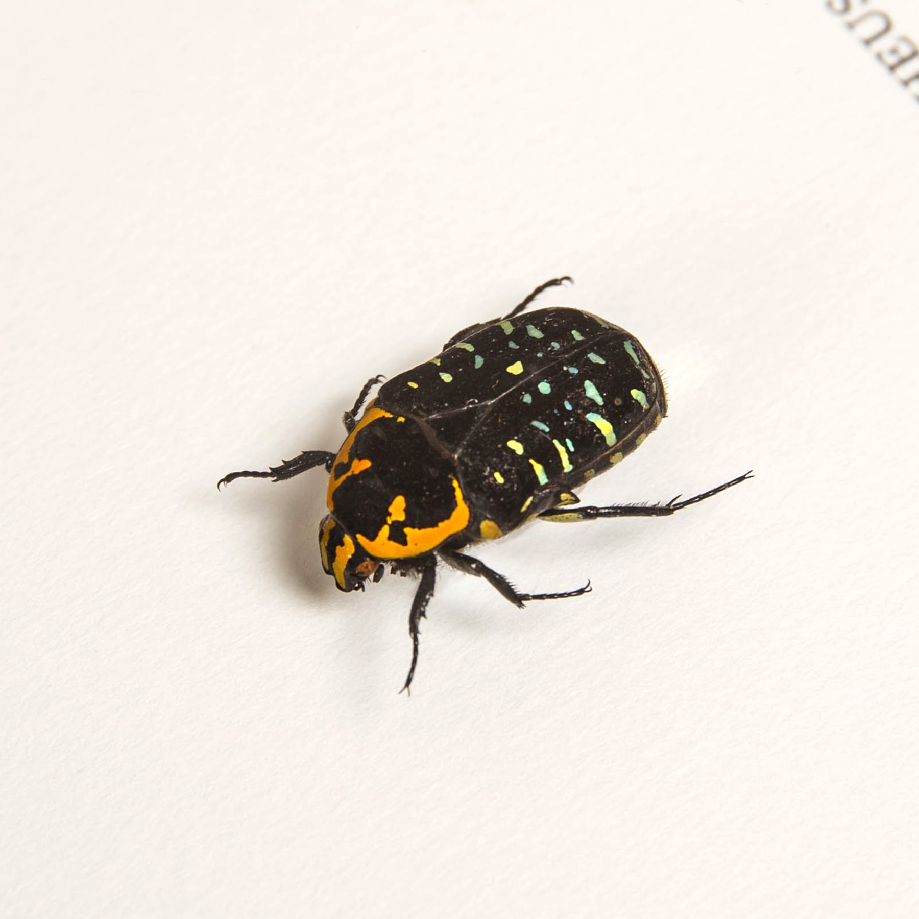 Scarab Beetle In Box Frame (Euchroea ripheus)