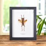 Minibeast Bush Cricket In Box Frame (Acridoxena hewiana)