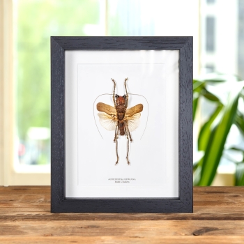 Bush Cricket In Box Frame (Acridoxena hewiana)