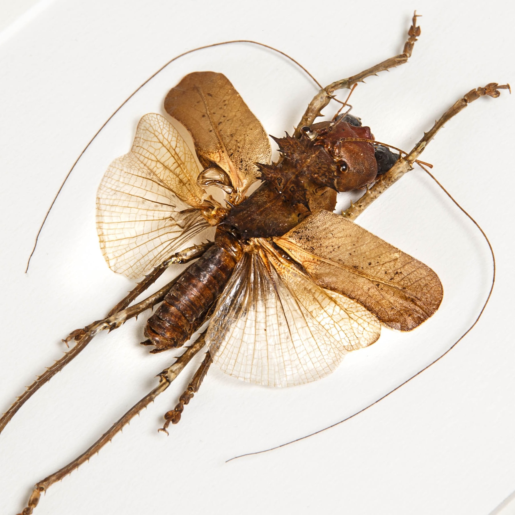 Bush Cricket In Box Frame (Acridoxena hewiana)