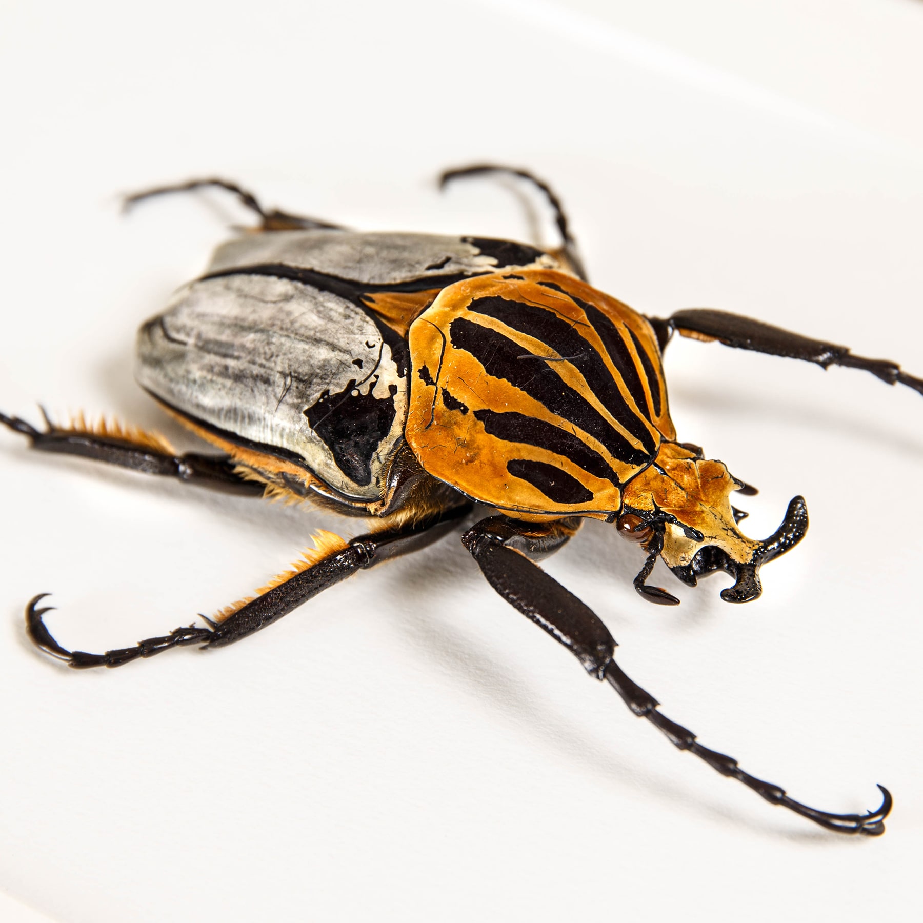 Taxiderm Chief Goliath Beetle In Box Frame (Goliathus cacicus)