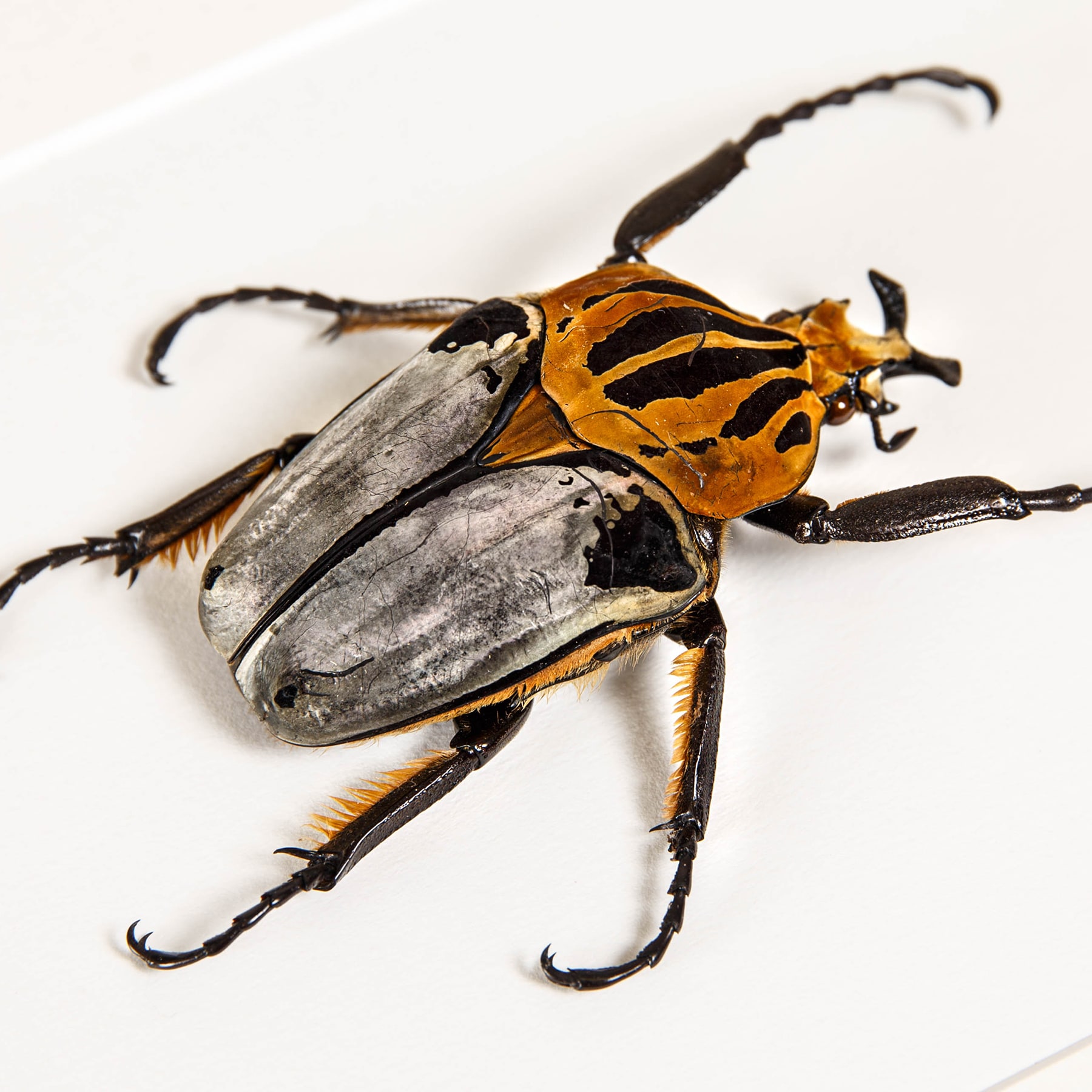 Taxiderm Chief Goliath Beetle In Box Frame (Goliathus cacicus)