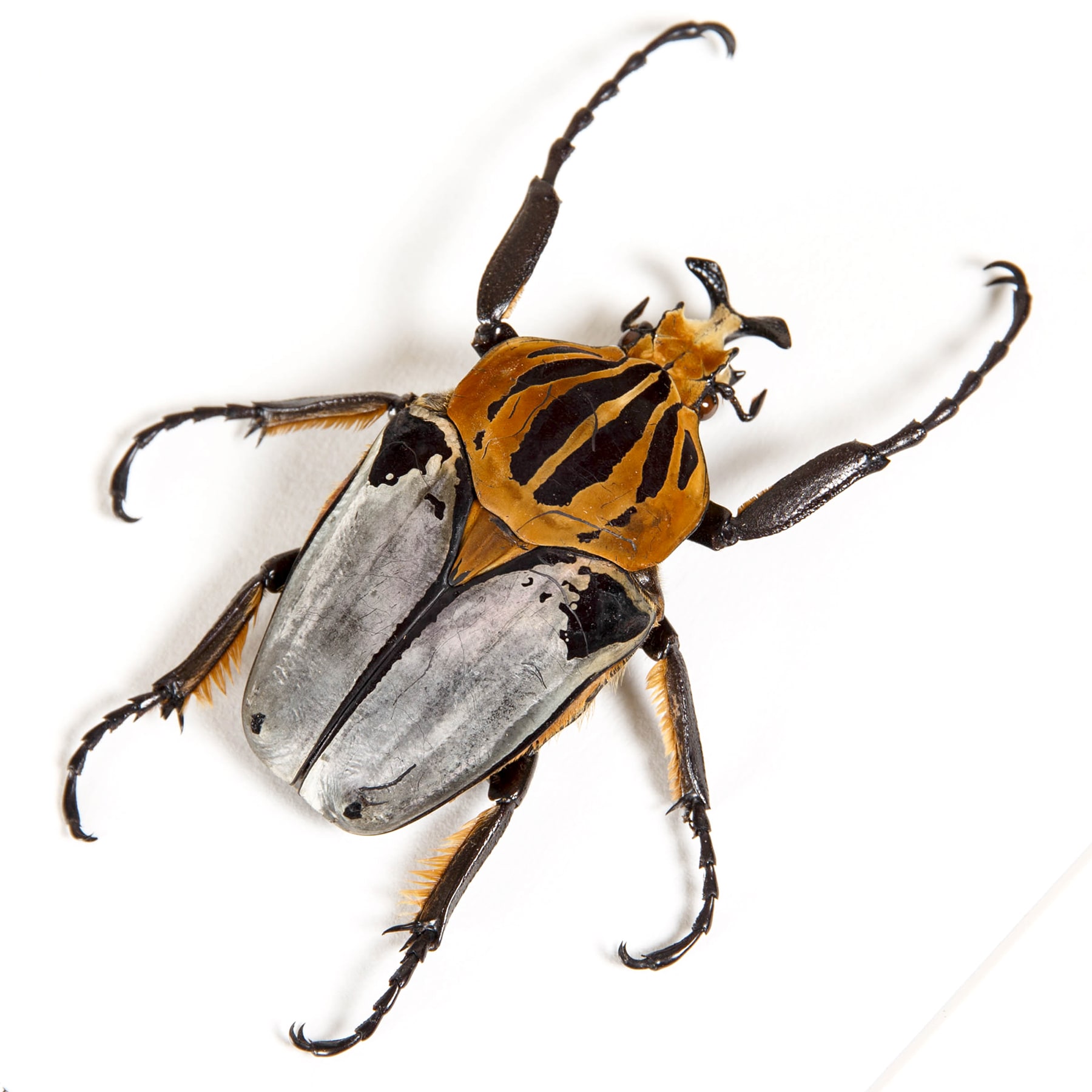 Taxiderm Chief Goliath Beetle In Box Frame (Goliathus cacicus)