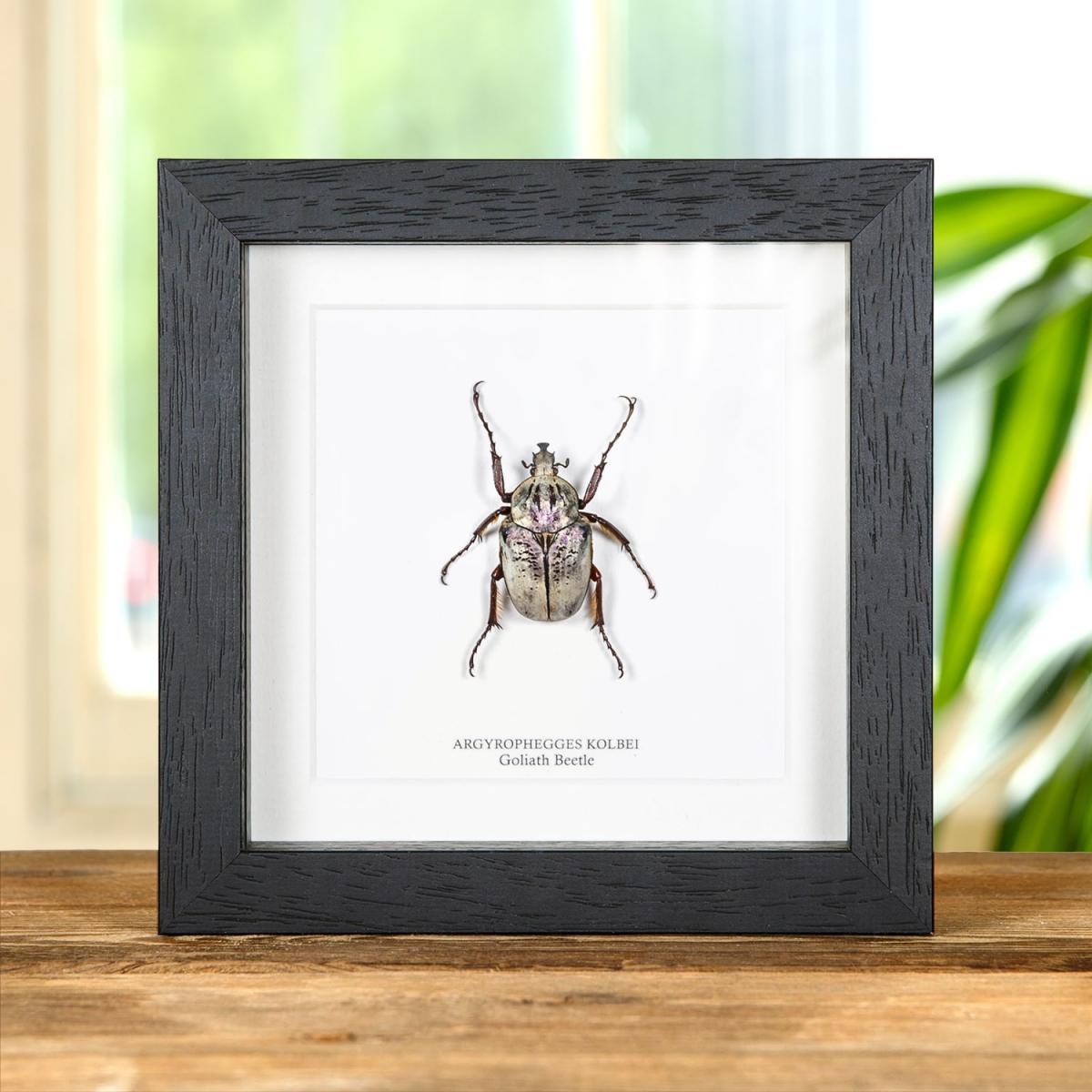 Minibeast Goliath Beetle in Box Frame (Agryrophegges kolbei)