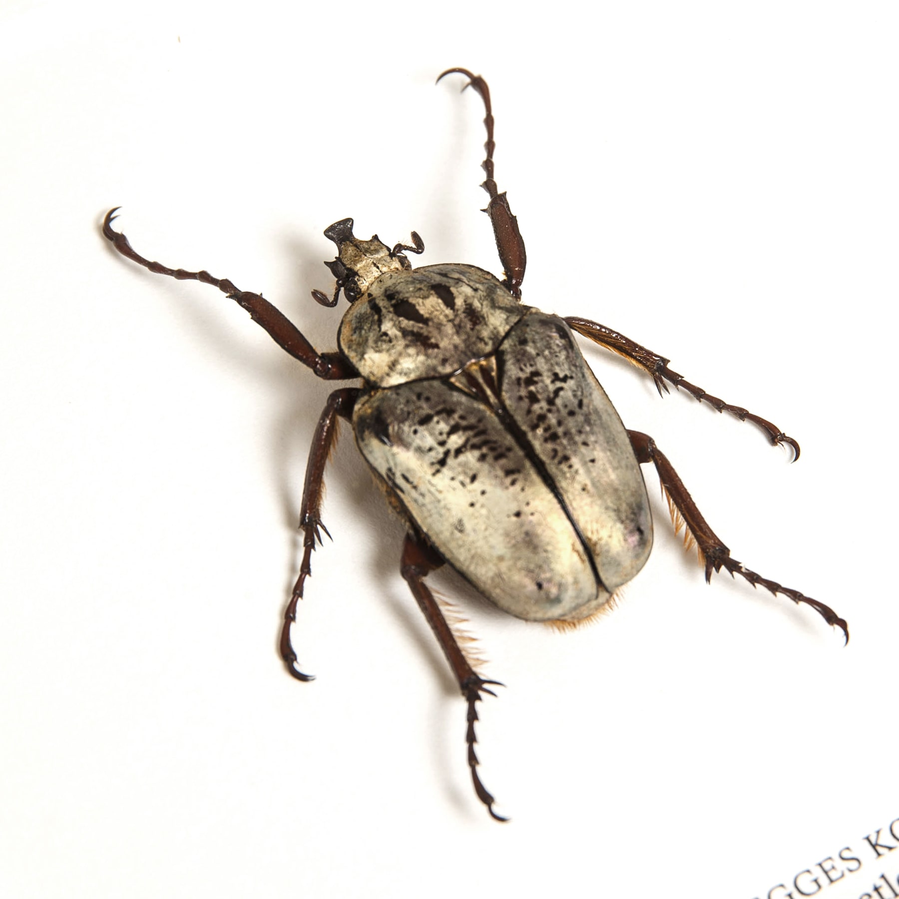 Goliath Beetle In Box Frame (Agryrophegges kolbei)