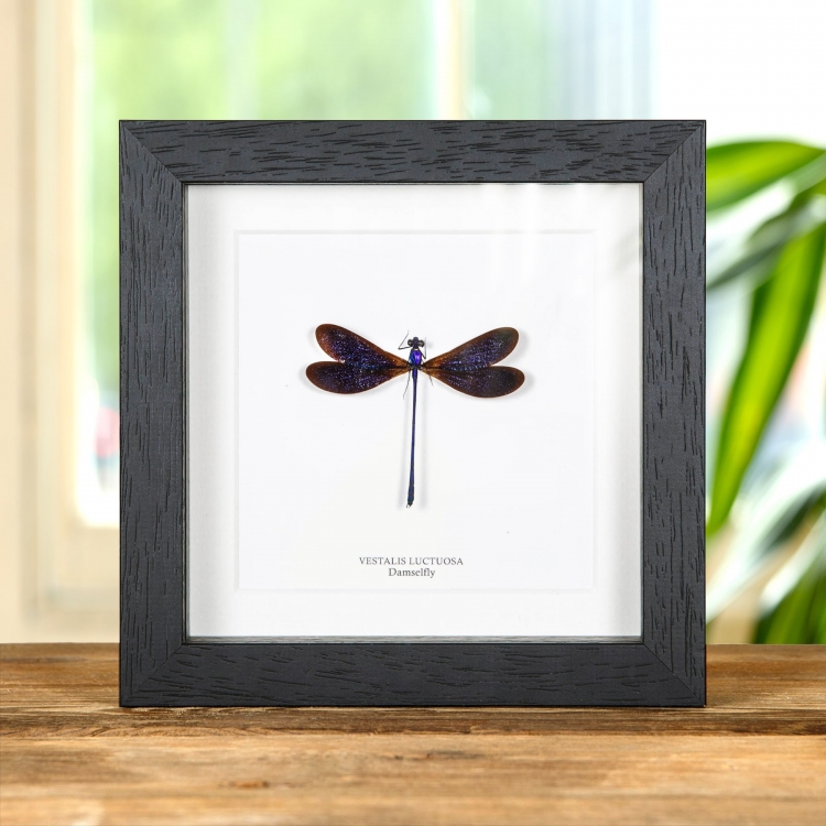 Damselfly In Box Frame (Vestalis luctuosa)