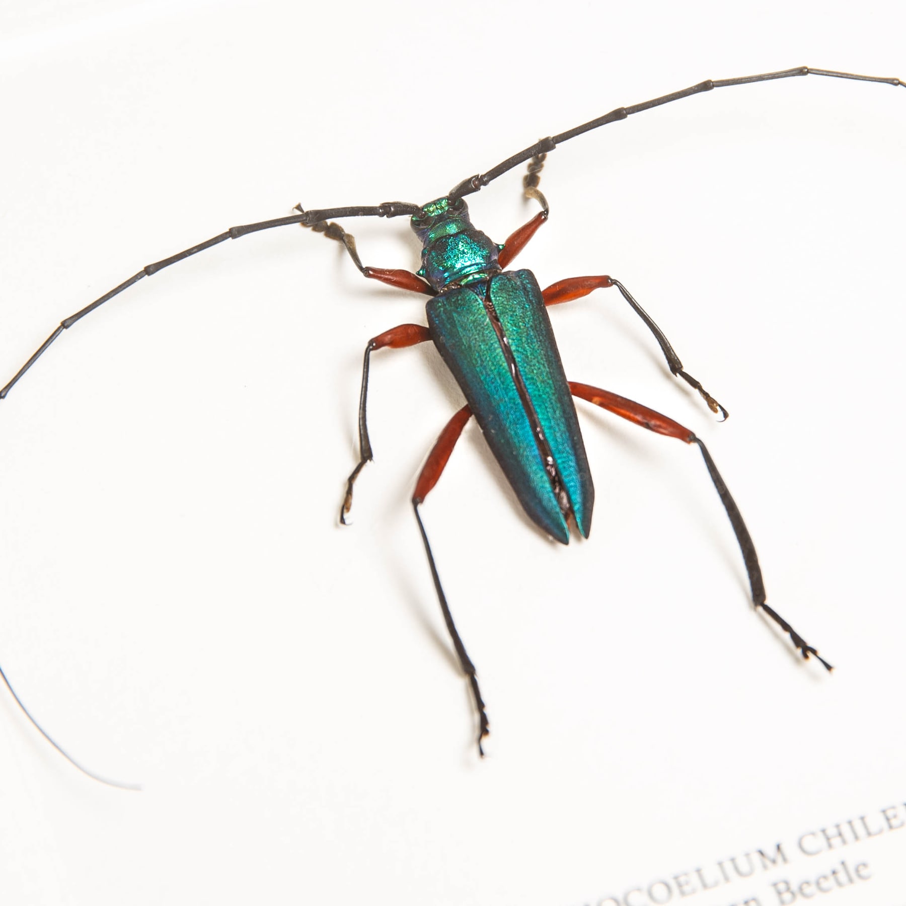 Longhorn Beetle In Box Frame (Plinthocoelium chilense)