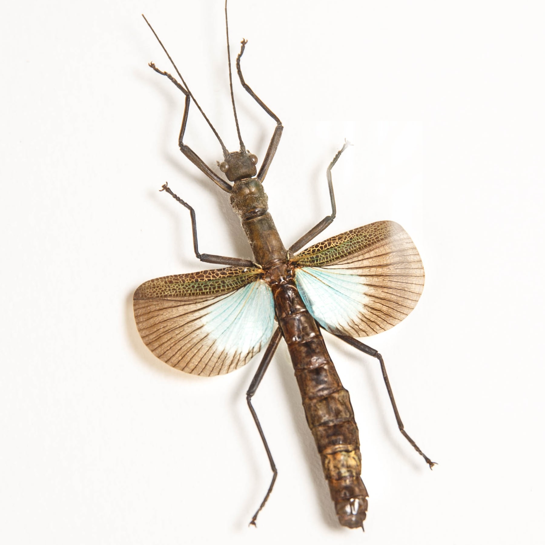 Blue Stick Insect In Box Frame (Orthomeria versicolor) Blue Stick Insect In Box Frame (Orthomeria versicolor)