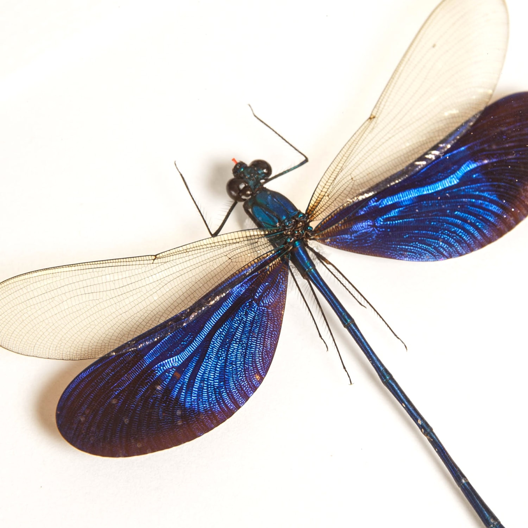 Great Blue Metalwing Damselfly In Box Frame (Neurobasis kaupi)