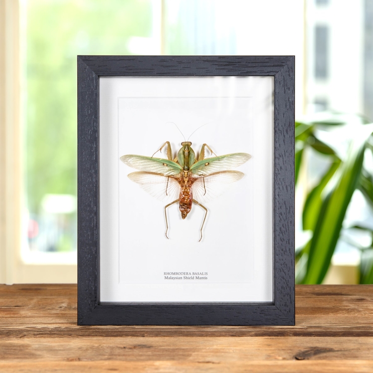 Malaysian Shield Mantis In Box Frame (Rhombodera basalis)