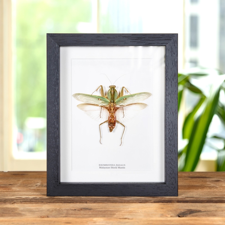 Malaysian Shield Mantis In Box Frame (Rhombodera basalis)