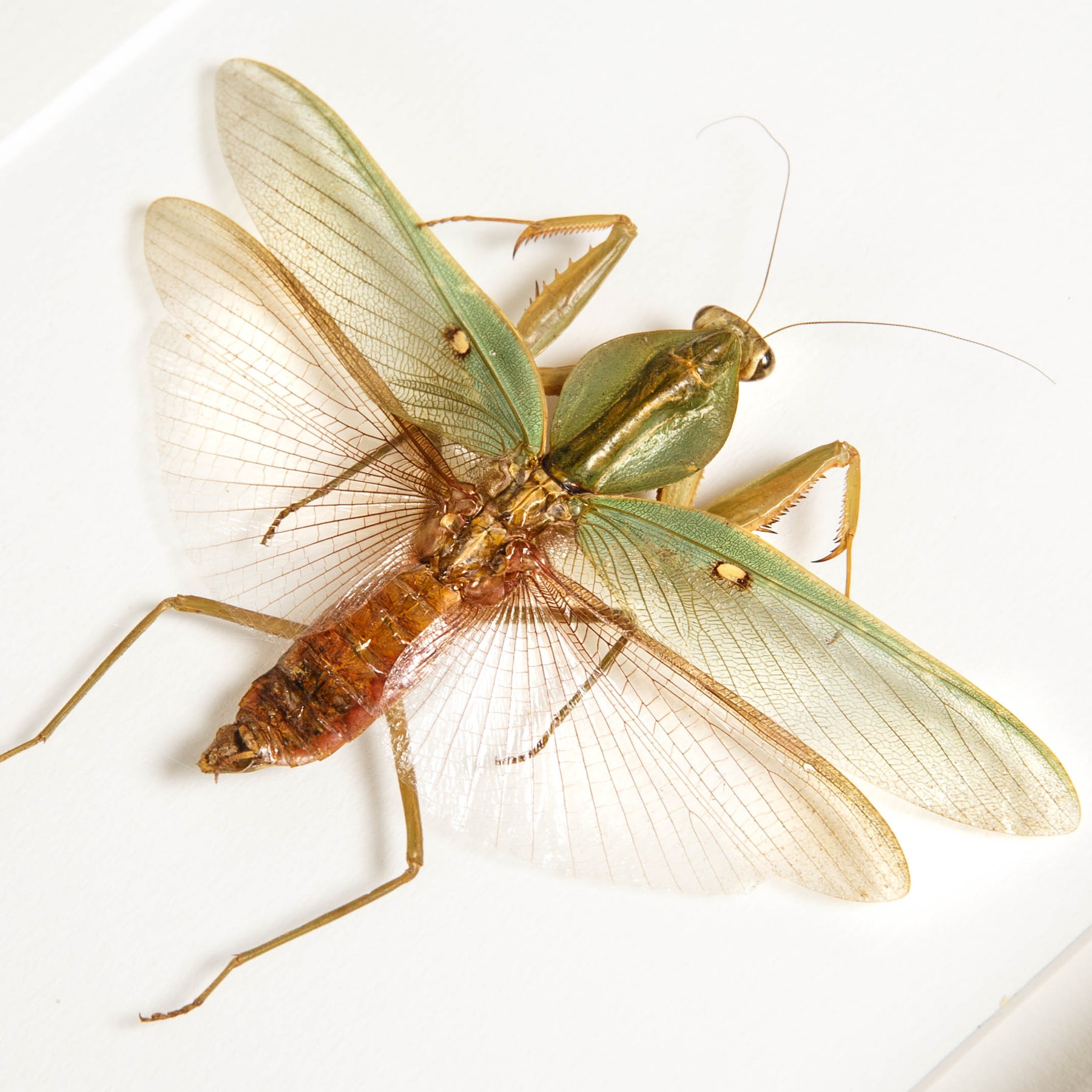 Minibeast Malaysian Shield Mantis In Box Frame (Rhombodera basalis)