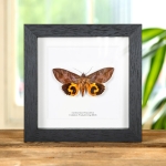 Minibeast Common Fruit-piercing Moth In Box Frame (Eudocima phalonia)