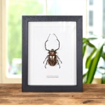 Minibeast Long-armed Scarab Beetle In Box Frame (Cheirotonus gestroi)