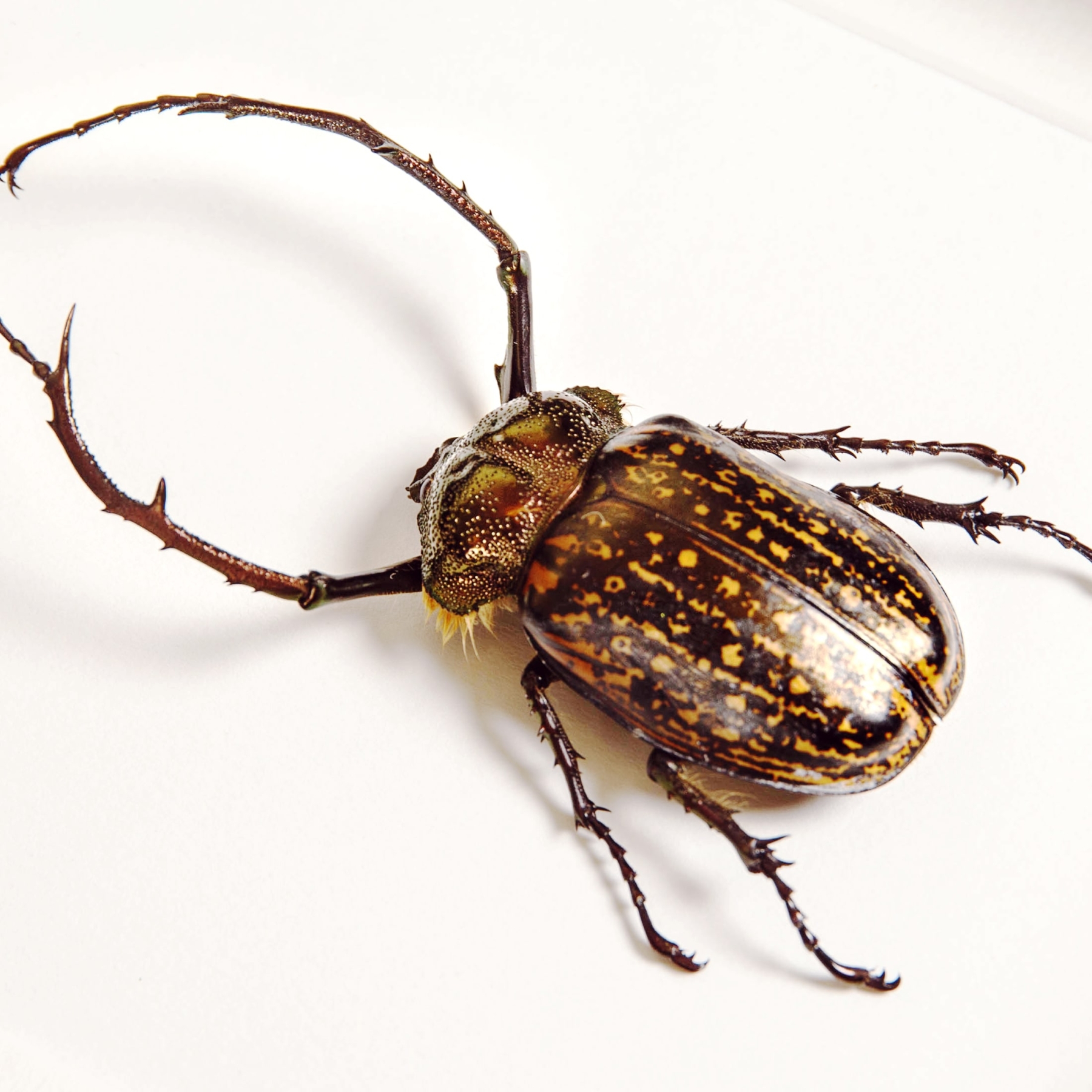 Long-armed Scarab Beetle In Box Frame (Cheirotonus gestroi)
