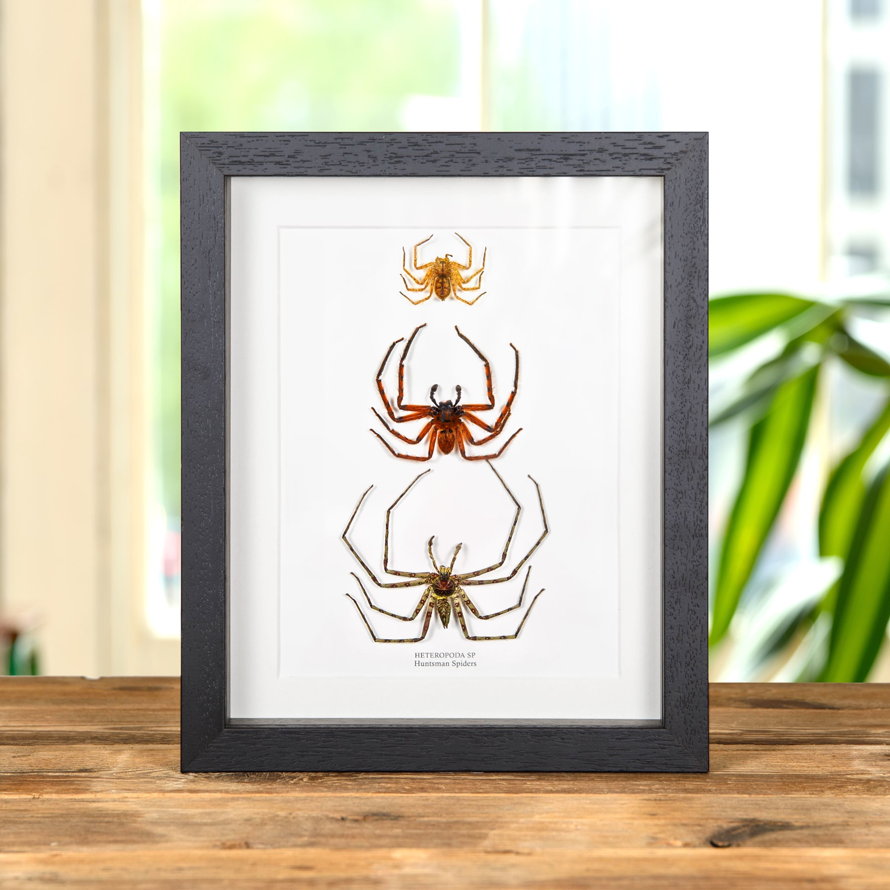 Minibeast Huntsman Spiders In Box Frame (Heteropoda sp)