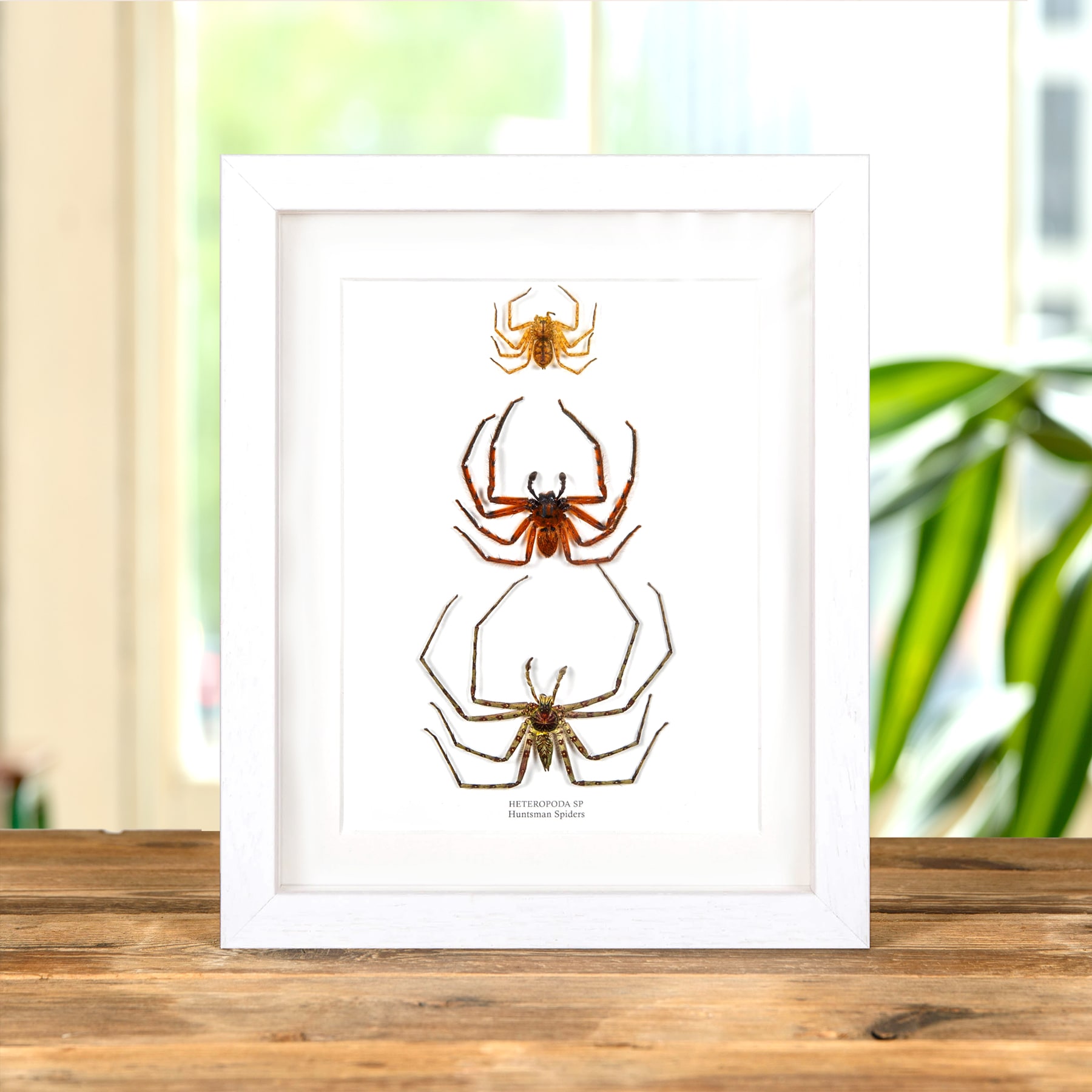 Minibeast Huntsman Spiders In Box Frame (Heteropoda sp)