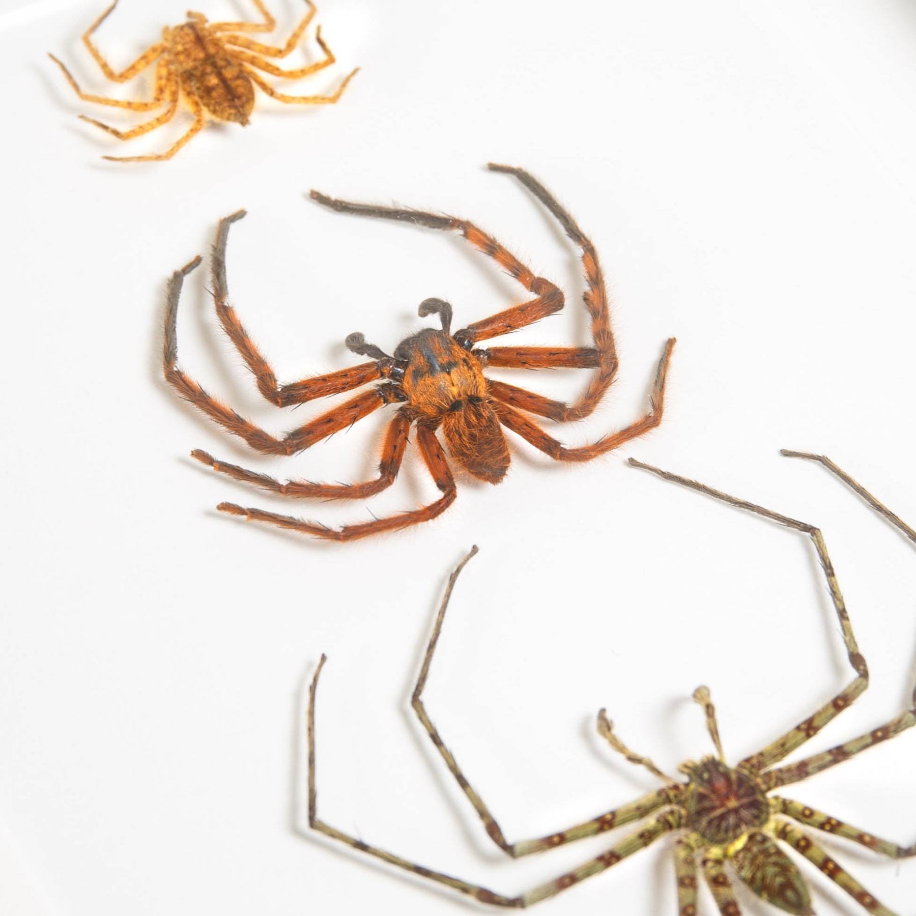 Minibeast Huntsman Spiders In Box Frame (Heteropoda sp)