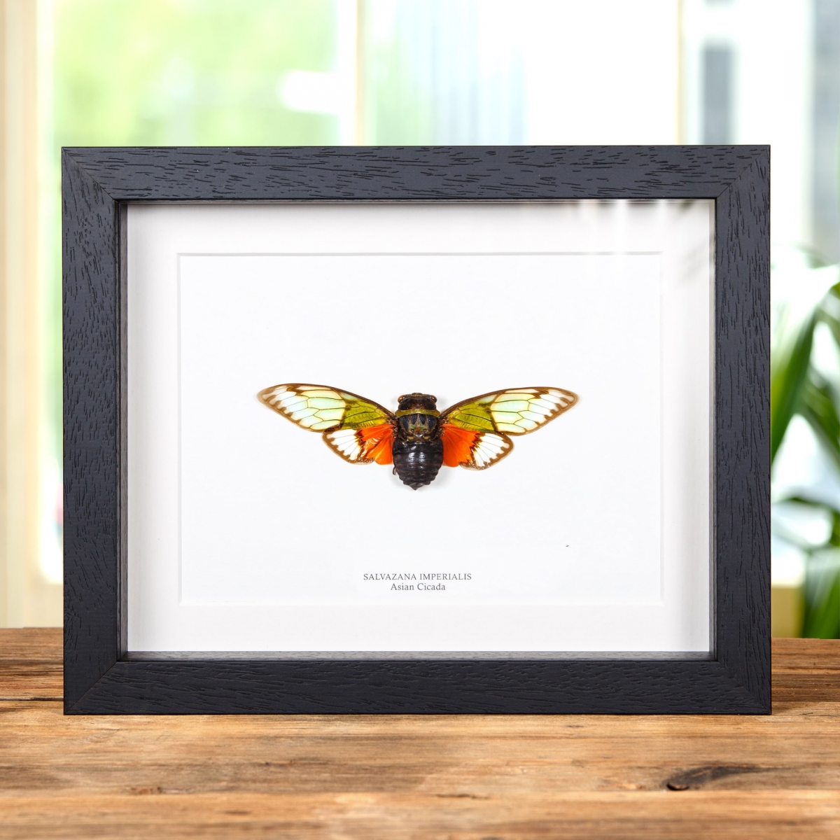 Minibeast Asian Cicada in Box Frame (Salvazana imperialis)