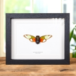 Asian Cicada In Box Frame (Salvazana imperialis) Minibeast Asian Cicada In Box Frame (Salvazana imperialis)