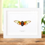 Asian Cicada In Box Frame (Salvazana imperialis)