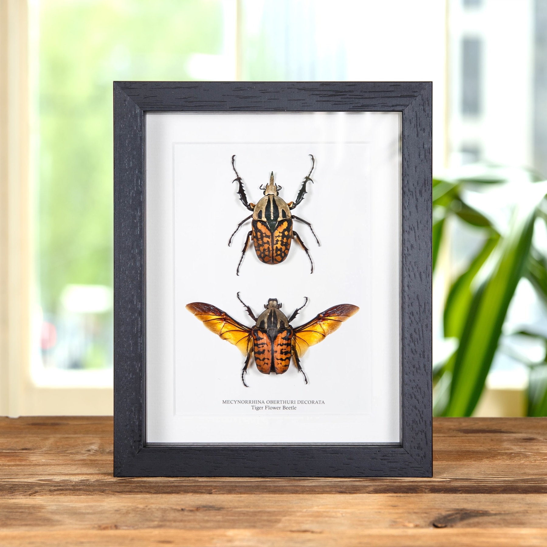Minibeast Tiger Flower Beetle Male & Female Pair In Box Frame (Mecynorrhina oberthuri decorata)
