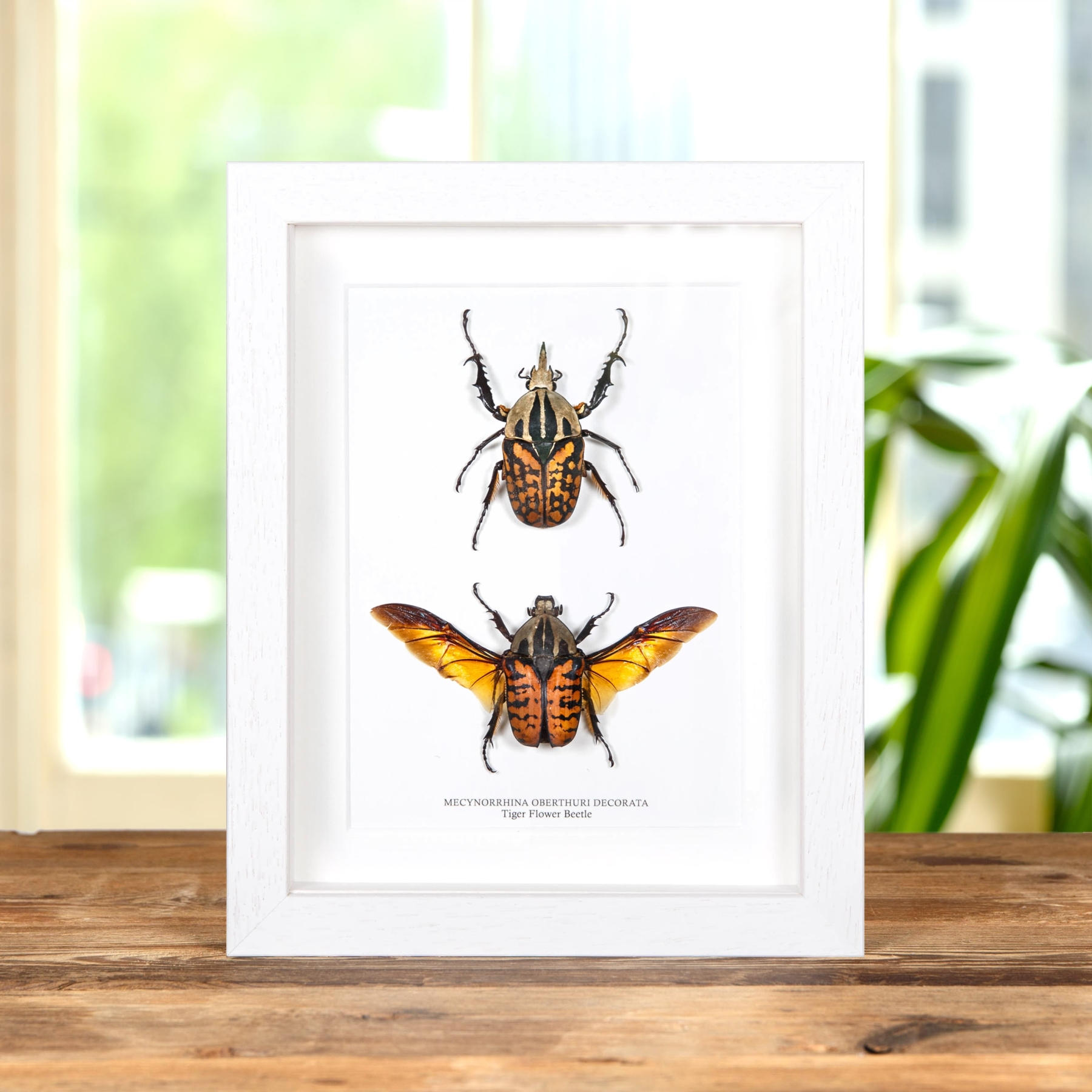 Minibeast Tiger Flower Beetle Male & Female Pair In Box Frame (Mecynorrhina oberthuri decorata)