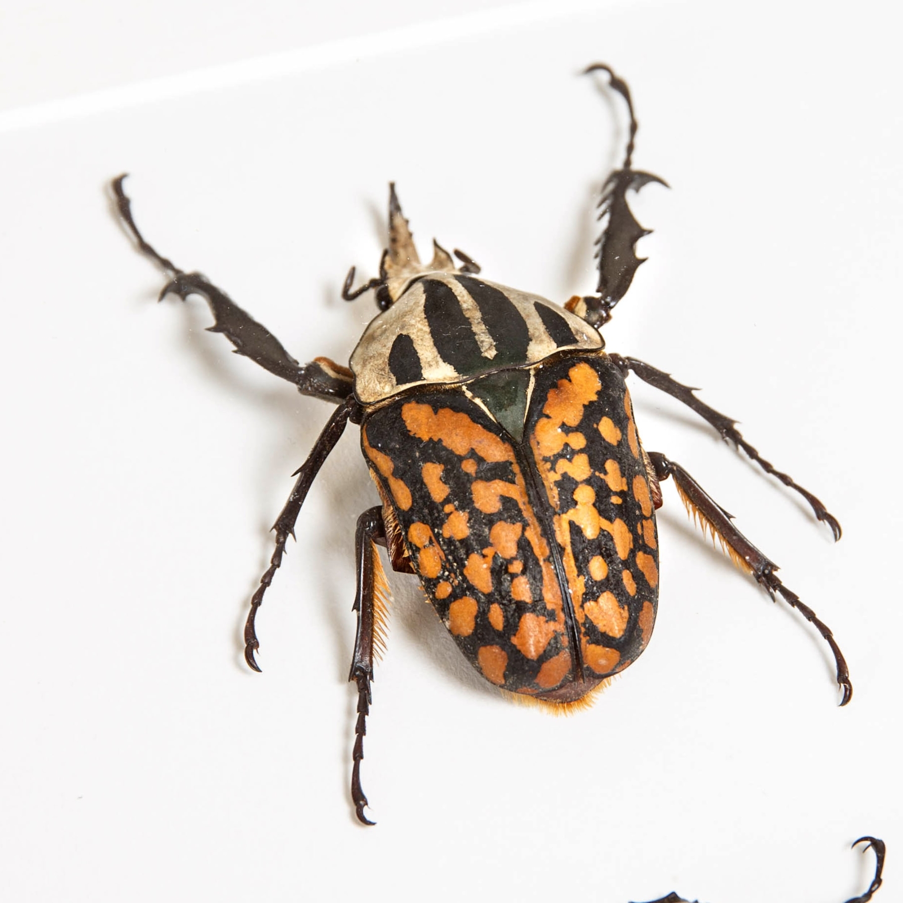 Minibeast Tiger Flower Beetle Male & Female Pair In Box Frame (Mecynorrhina oberthuri decorata)