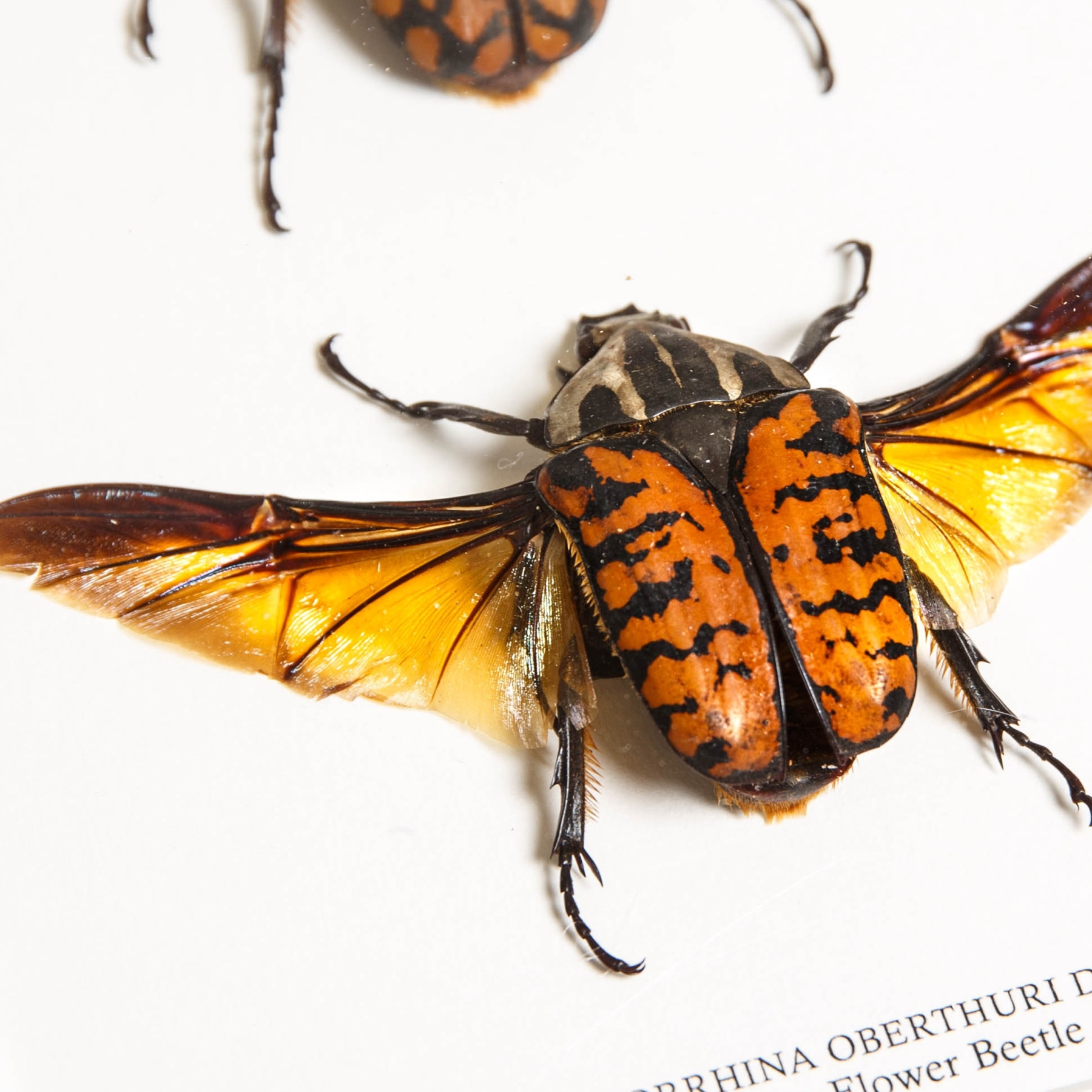 Minibeast Tiger Flower Beetle Male & Female Pair In Box Frame (Mecynorrhina oberthuri decorata)