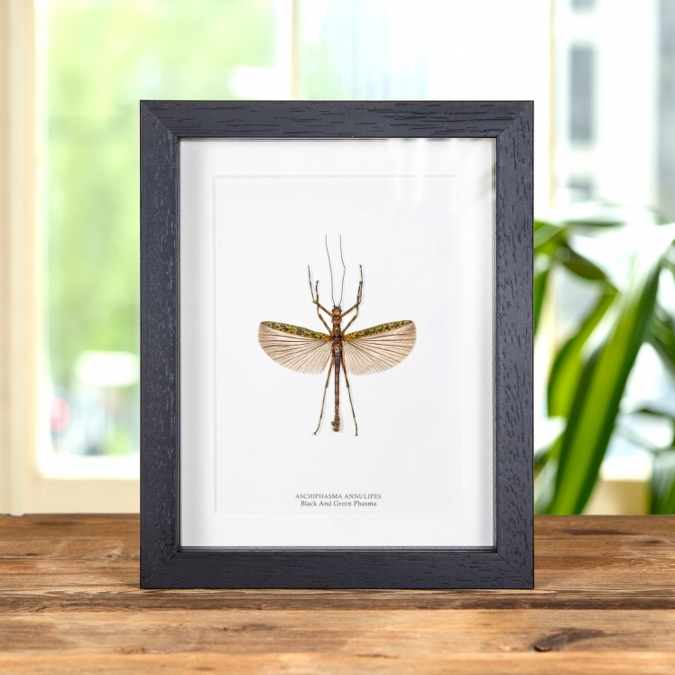 Black & Green Phasma Stick Insect In Box Frame (Aschiphasma annulipes) Black & Green Phasma Stick Insect In Box Frame (Aschiphasma annulipes)