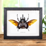 Minibeast Black Rhinoceros Beetle With Wings Spread In Box Frame (Megasoma actaeon)