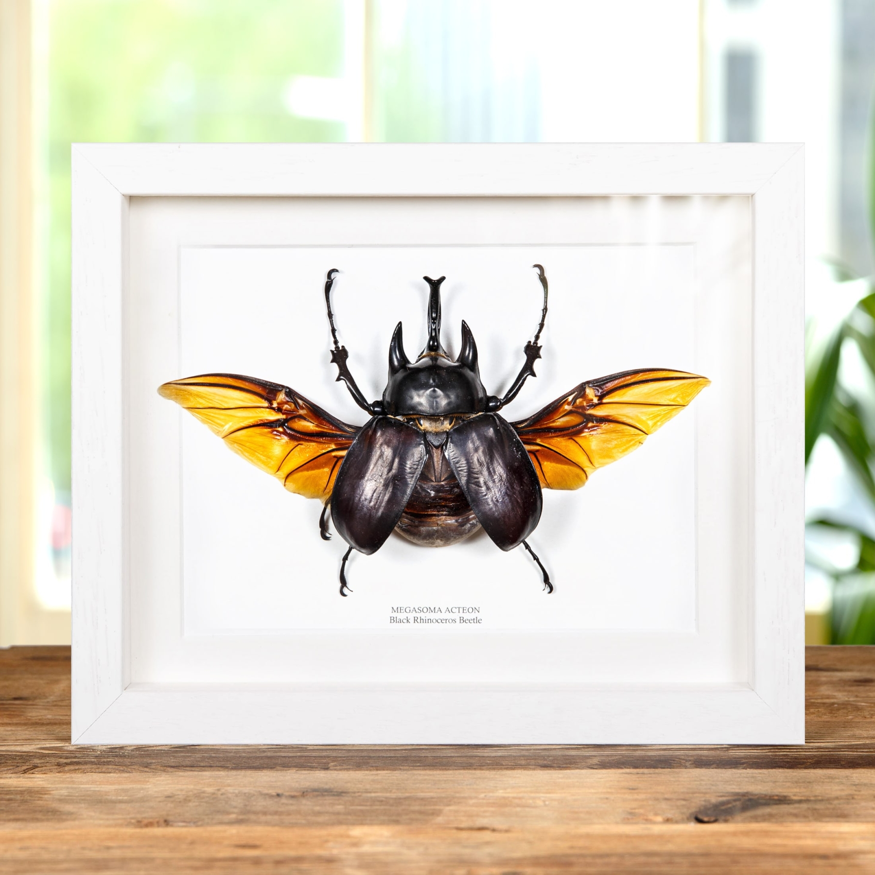 Black Rhinoceros Beetle With Wings Spread In Box Frame (Megasoma actaeon)