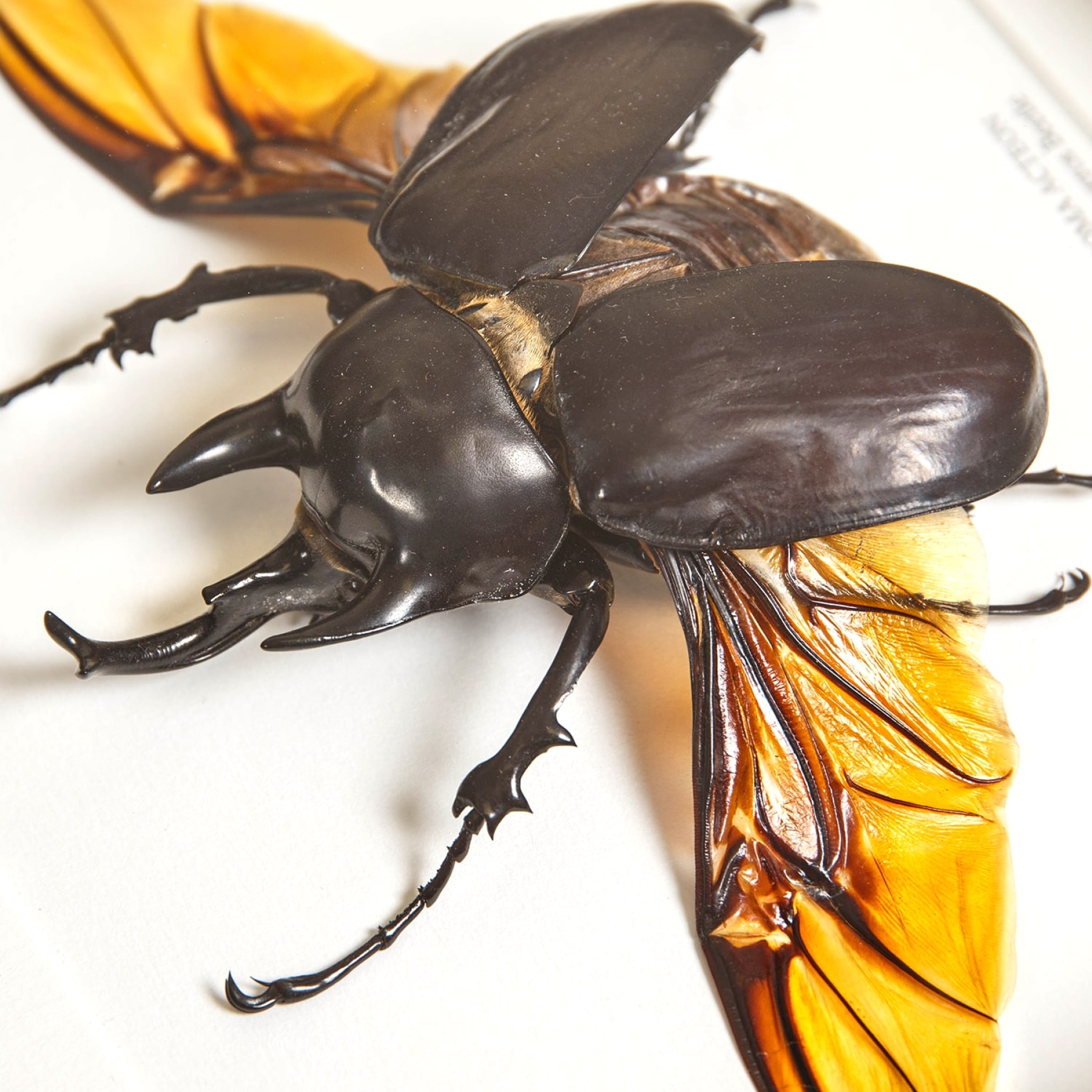 Black Rhinoceros Beetle With Wings Spread In Box Frame (Megasoma actaeon)