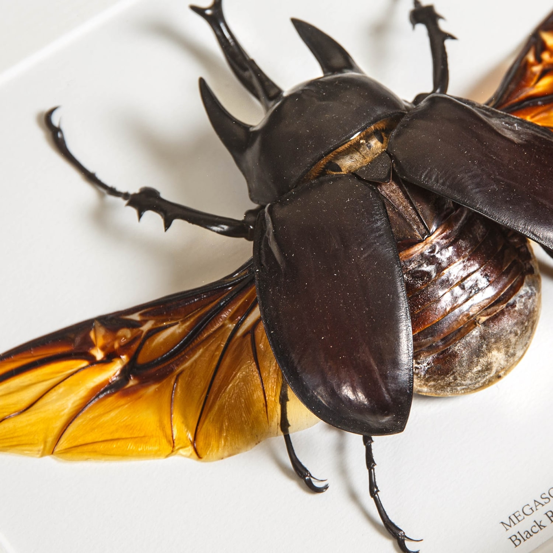 Black Rhinoceros Beetle With Wings Spread In Box Frame (Megasoma actaeon)