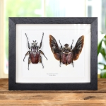 Minibeast Goliath Beetle Male & Female Pair In Box Frame (Goliathus goliatus)
