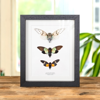 Cicada Trio In Box Frame