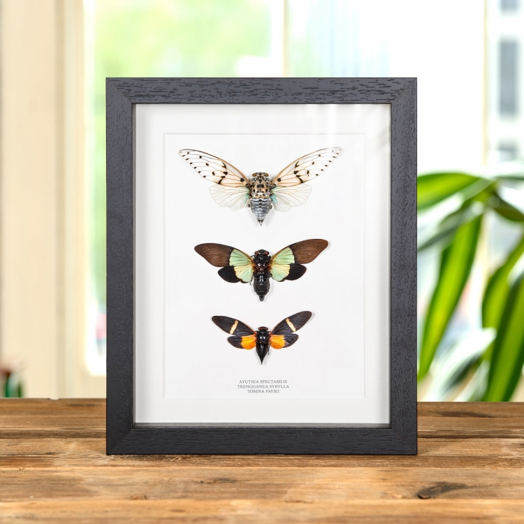 Cicada Trio In Box Frame