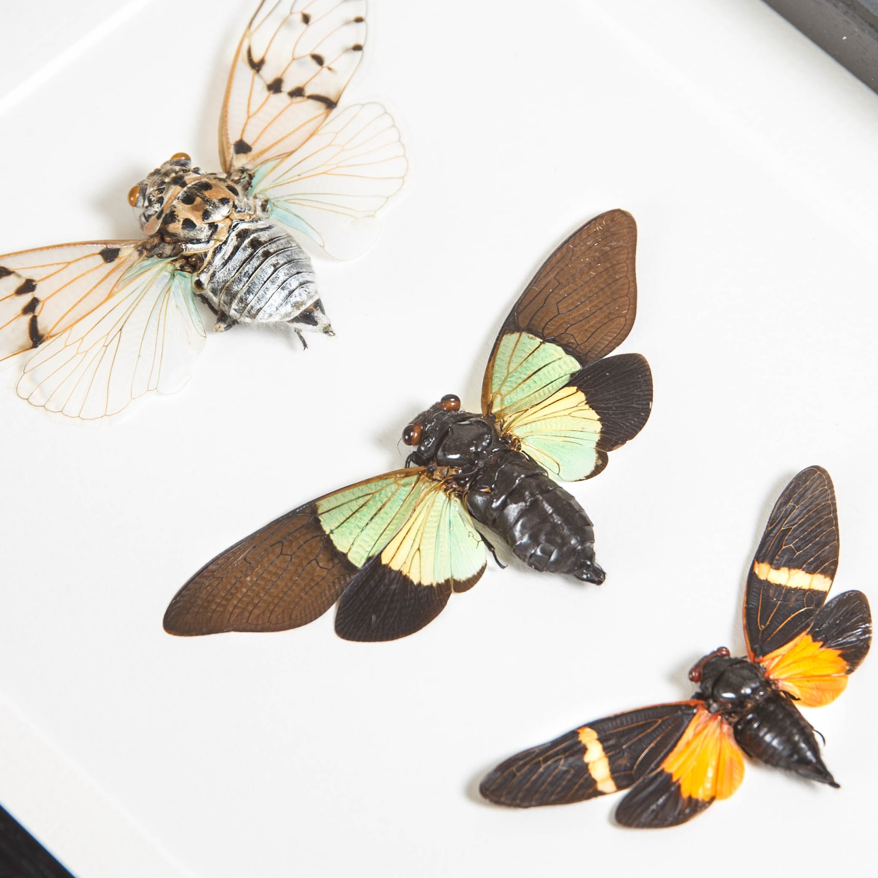 Cicada Trio In Box Frame