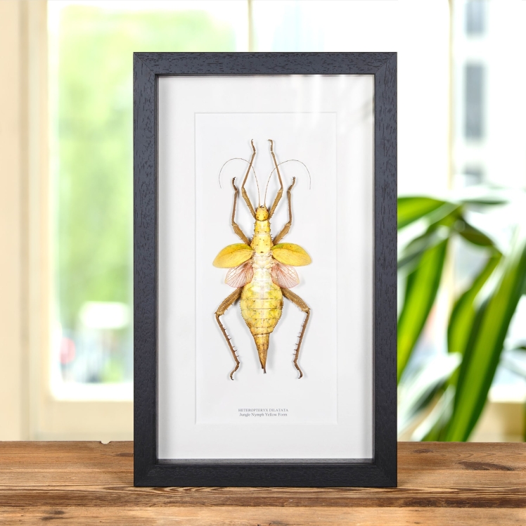 Jungle Nymph Yellow Form In Box Frame (Heteropteryx dilatata)