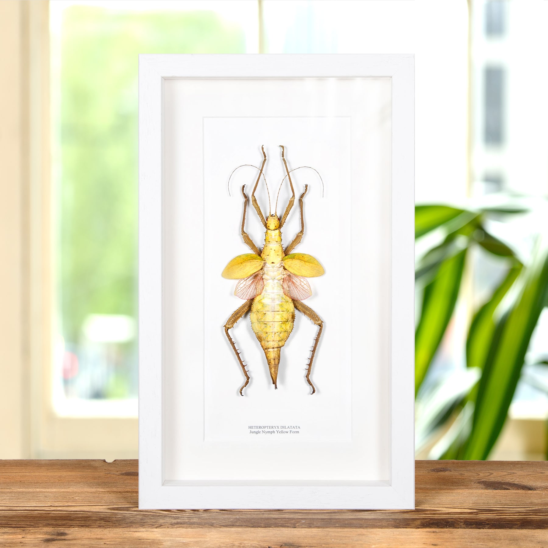 Jungle Nymph Yellow Form In Box Frame (Heteropteryx dilatata) Jungle Nymph Yellow Form In Box Frame (Heteropteryx dilatata)