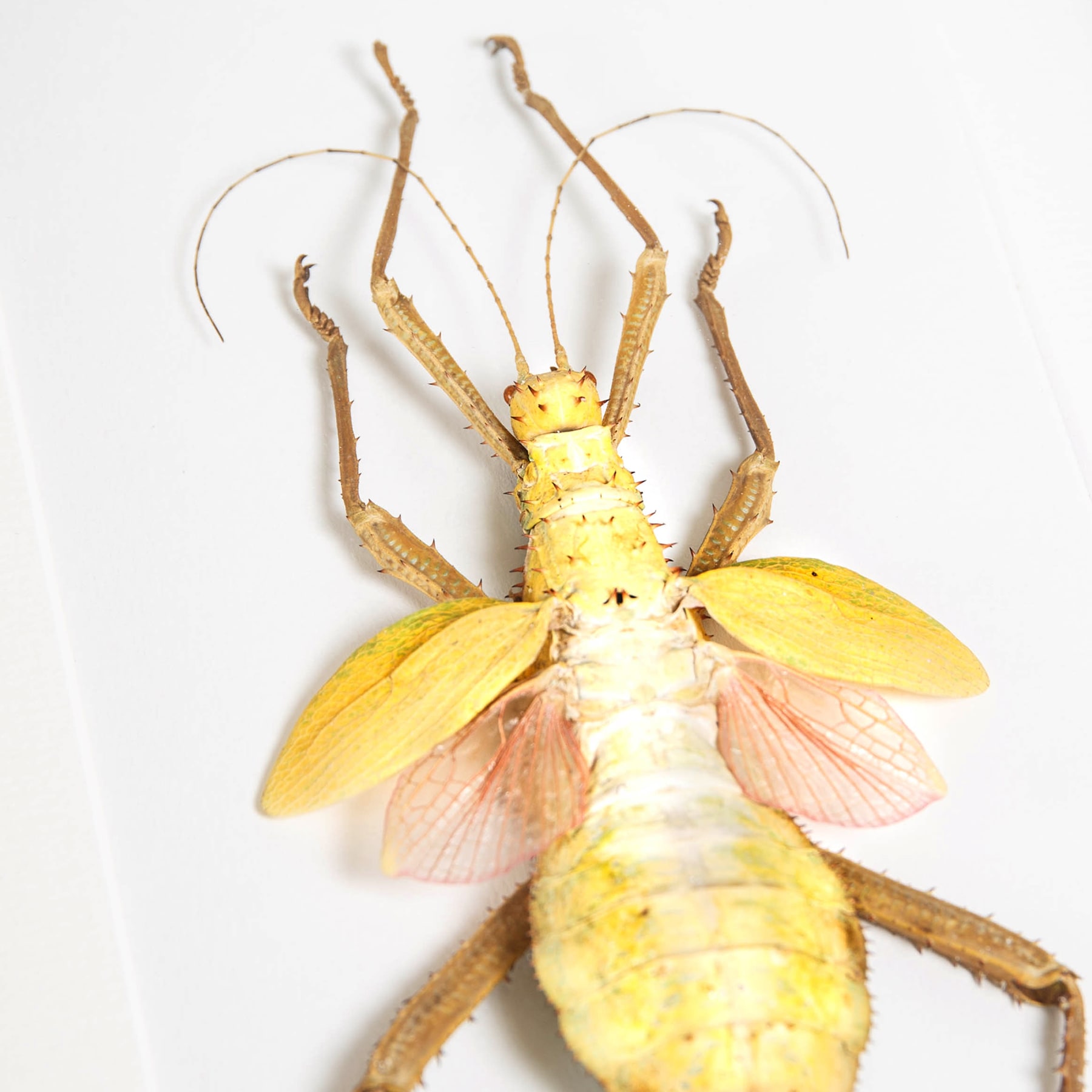 Jungle Nymph Yellow Form In Box Frame (Heteropteryx dilatata) Jungle Nymph Yellow Form In Box Frame (Heteropteryx dilatata)