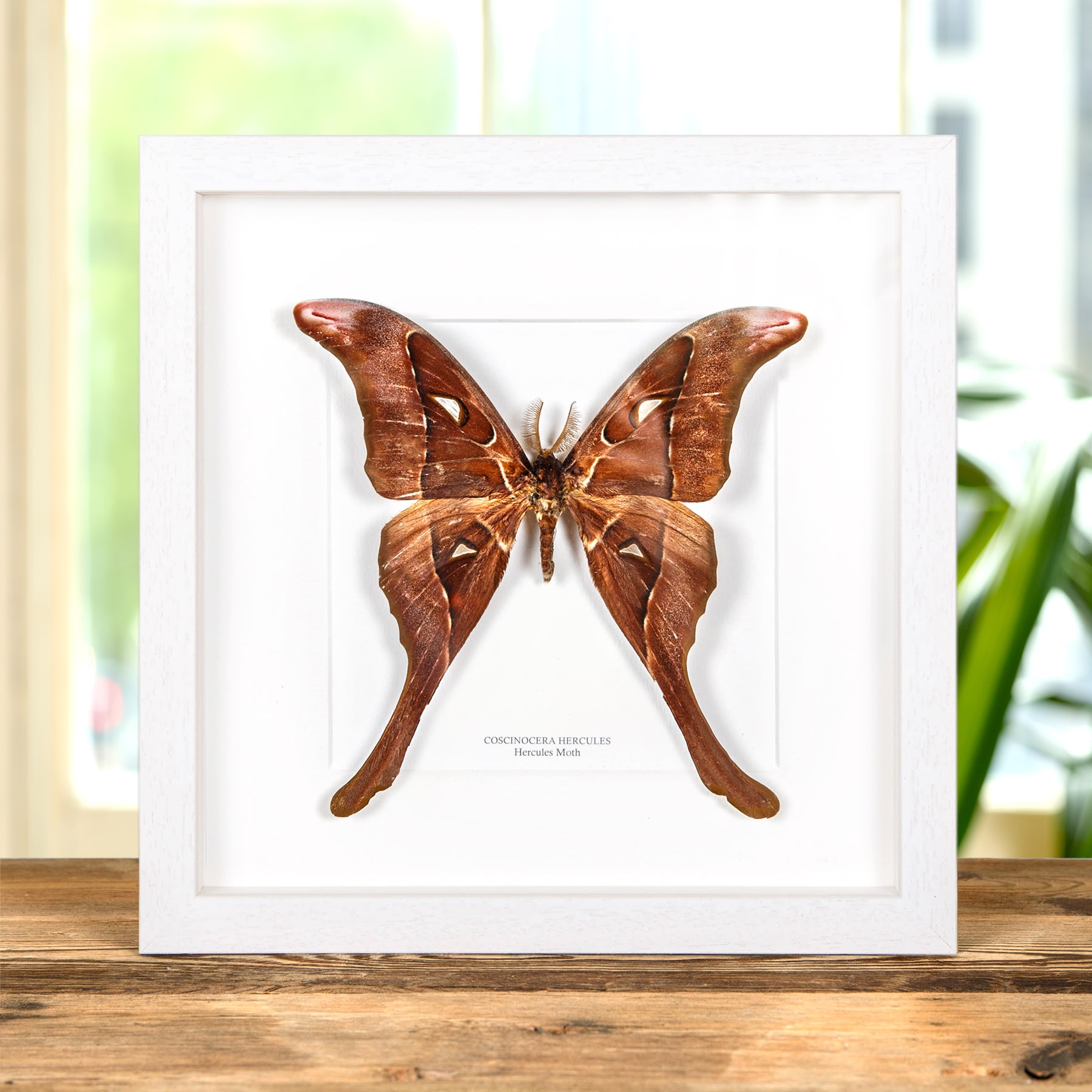 Hercules Moth In Box Frame (Coscinocera hercules)