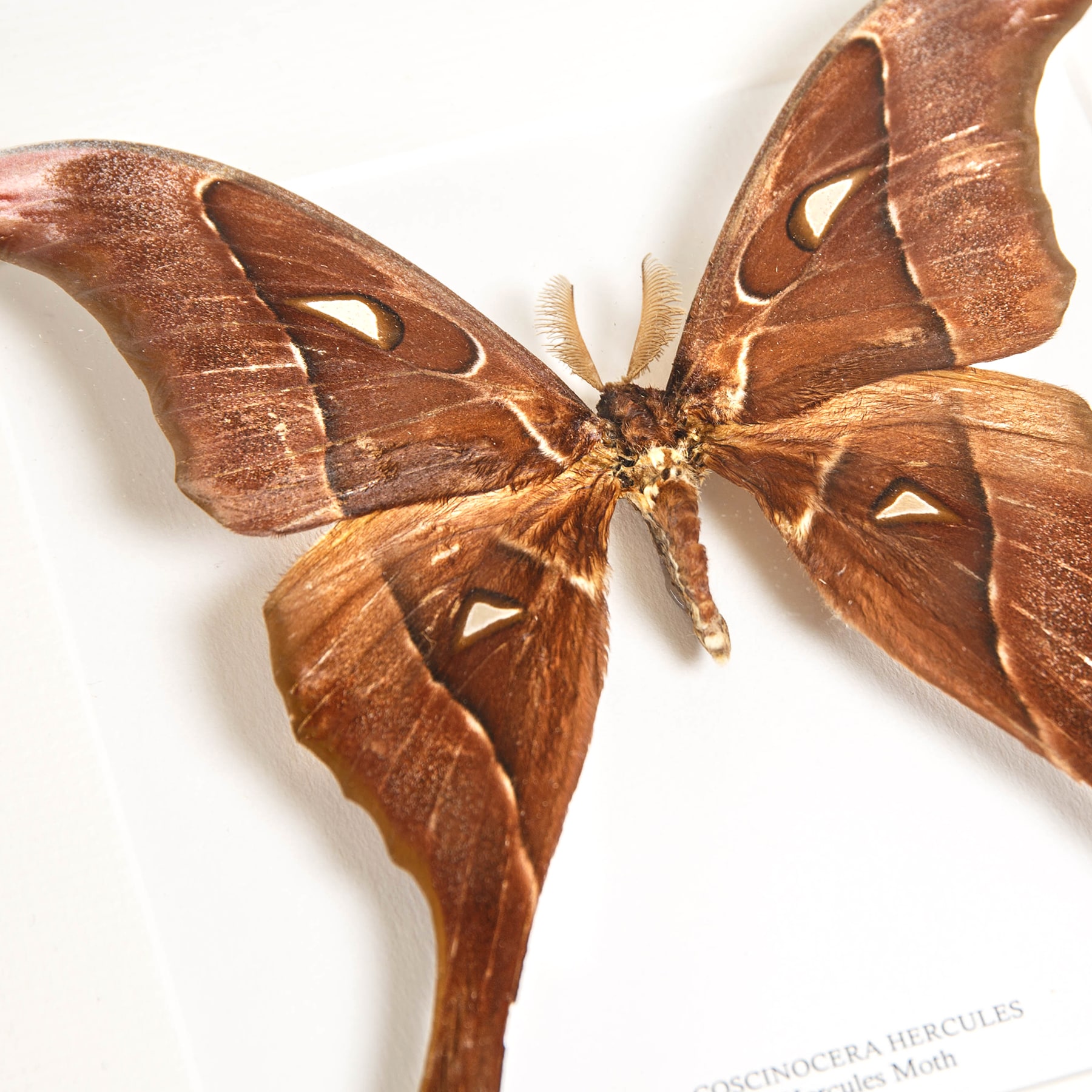 Hercules Moth In Box Frame (Coscinocera hercules)