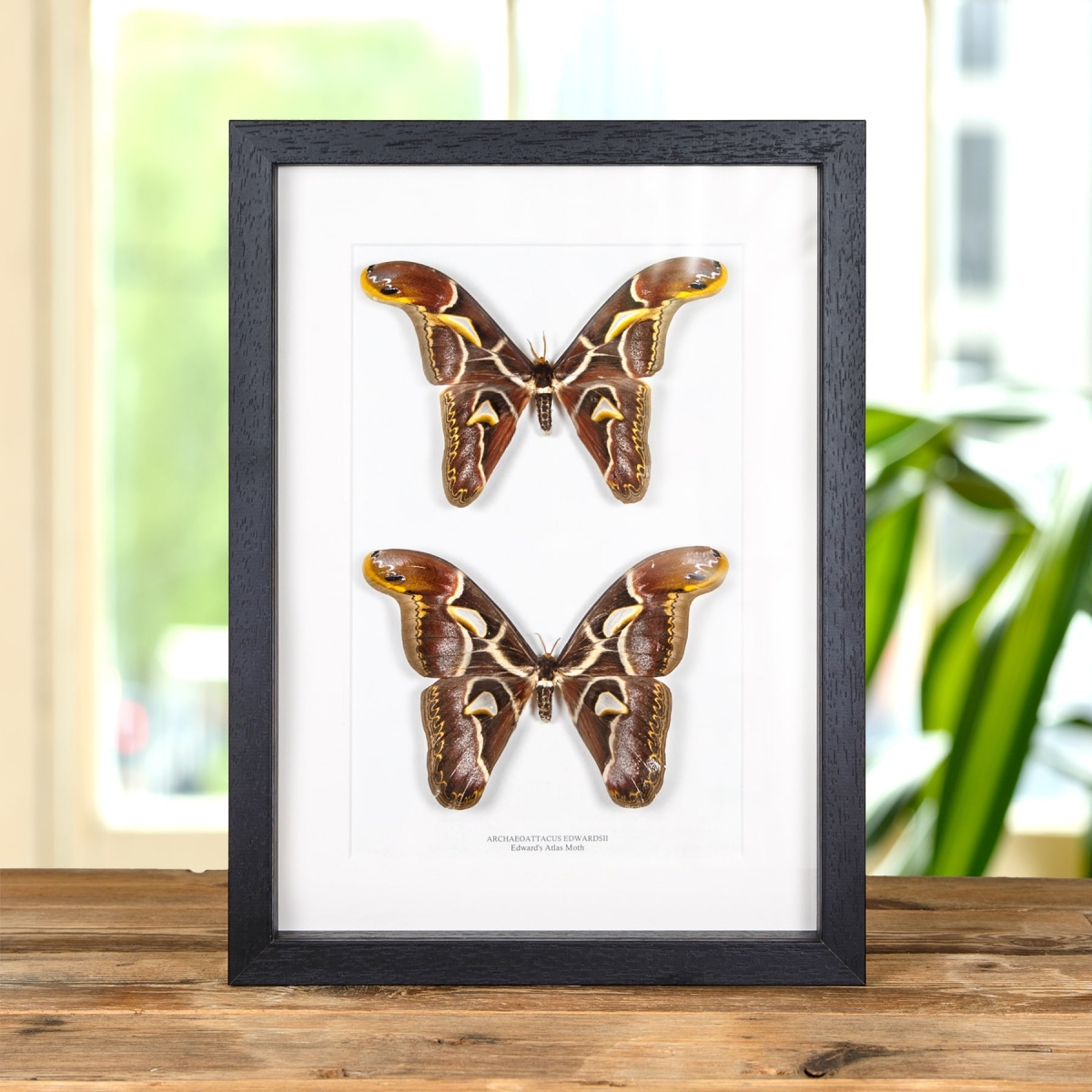 Minibeast Edward's Atlas Moth Male & Female Pair In Box Frame (Archaeoattacus edwardsii)