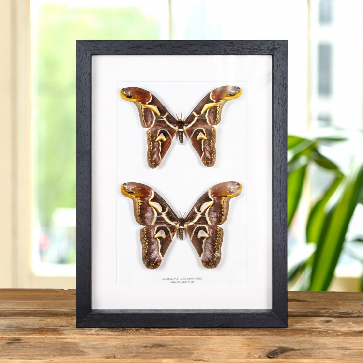 Edward's Atlas Moth Male & Female Pair In Box Frame (Archaeoattacus edwardsii)