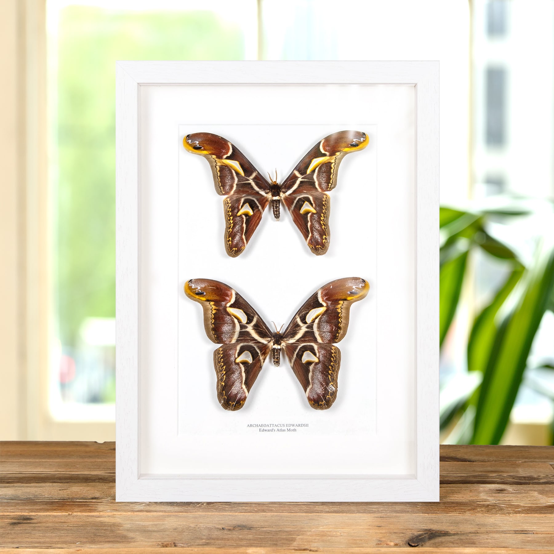 Edward's Atlas Moth Male & Female Pair In Box Frame (Archaeoattacus edwardsii)