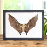 Minibeast Lesser Short-nosed Fruit Bat with Skeleton In Box Frame (Cynopterus brachyotis)